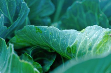 Sebze bahçesinde çiğ taneleri olan yeşil lahana yaprakları.