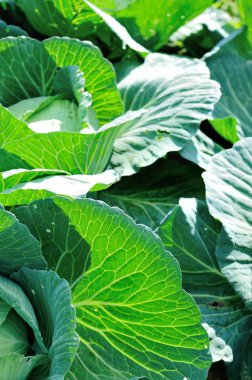 Sebze bahçesinde yeşil lahana yetişiyor.