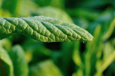 Sebze bahçesinde çiğ taneli yeşil marul yaprağı.