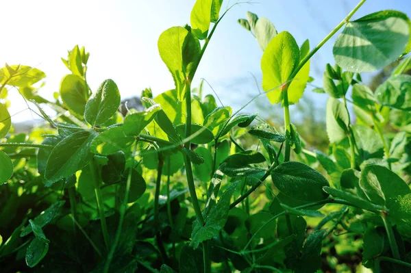 Groene Erwten Kweken Tuin Biologische Landbouw — Stockfoto