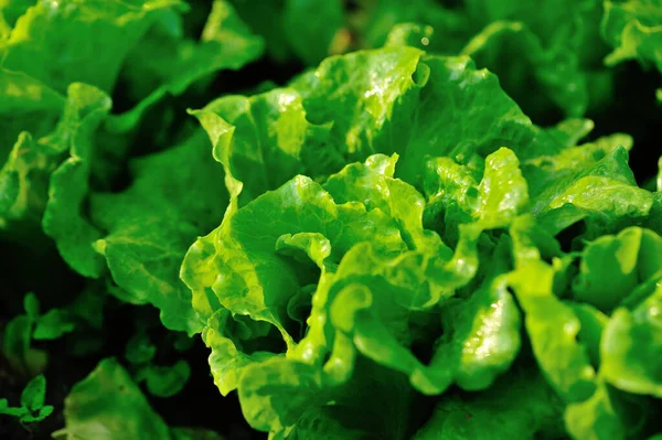 Grøn Salat Vækst Køkkenhaven - Stock-foto