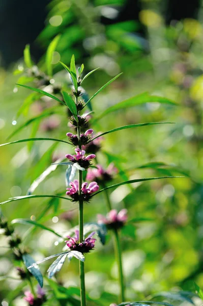 Leonurus Sibiricus Common Motherwort Plants Flowering Meadow — Stock fotografie