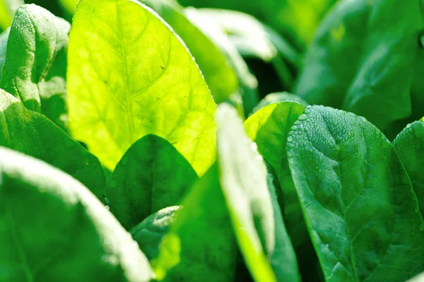 Feuilles Épinards Verts Croissance Potager — Photo