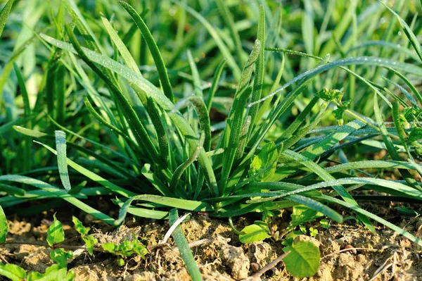 Groene Preibladeren Groei Bij Moestuin — Stockfoto