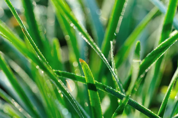 Gröna Gräslök Blad Tillväxt Grönsaksträdgården — Stockfoto