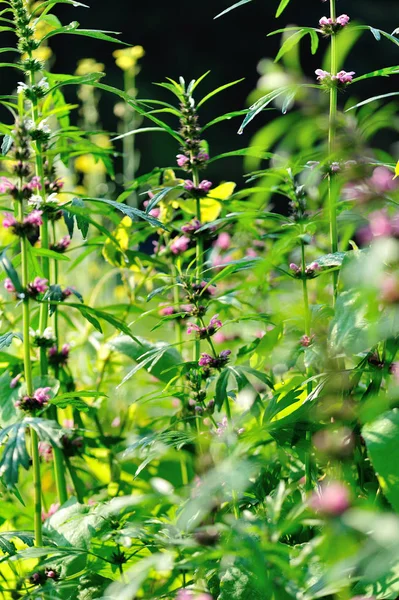 Leonurus Sibiricus Common Motherwort Plants Flowering Meadow — Stock fotografie