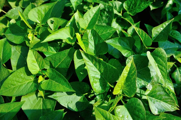 Cultivo Batata Doce Orgânica Agricultura Biológica — Fotografia de Stock