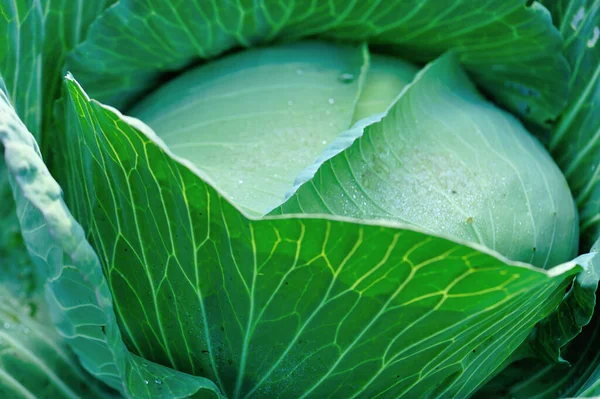 Groene Kool Hoofd Groei Moestuin — Stockfoto