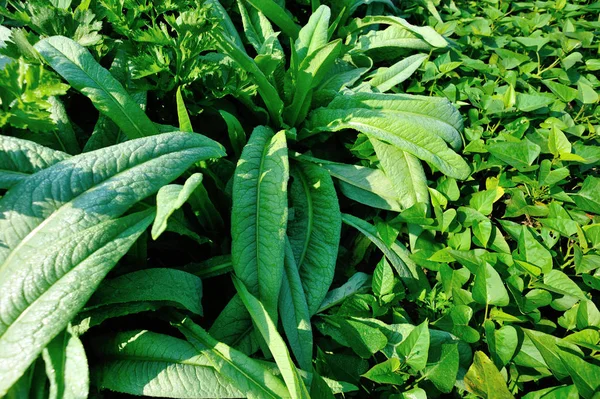 Grüner Blattsalat Gemüsegarten — Stockfoto