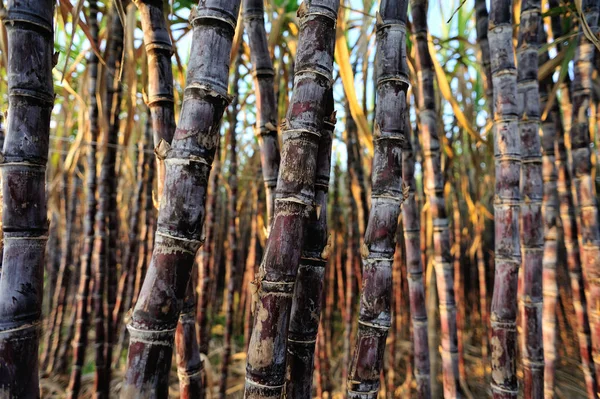 Steli Piante Canna Zucchero Che Crescono Sul Campo — Foto Stock