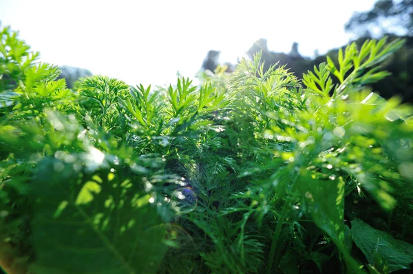 Groene Wortelplanten Groei Bij Moestuin — Stockfoto