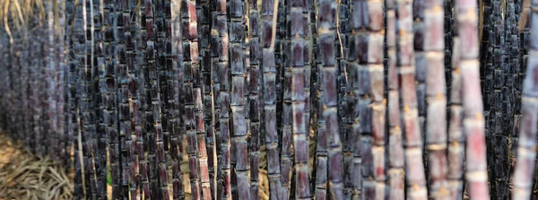 Stalks Sugarcane Plants Growing Field — Stock Photo, Image