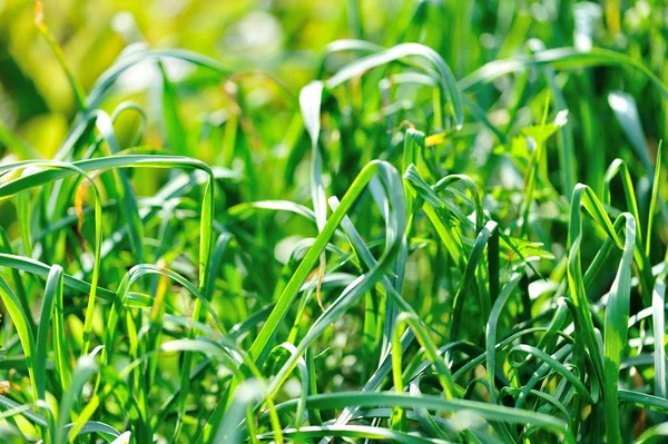Groene Knoflookbladeren Groei Bij Moestuin — Stockfoto