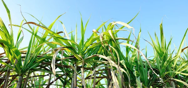 农村田里种植的甘蔗 — 图库照片
