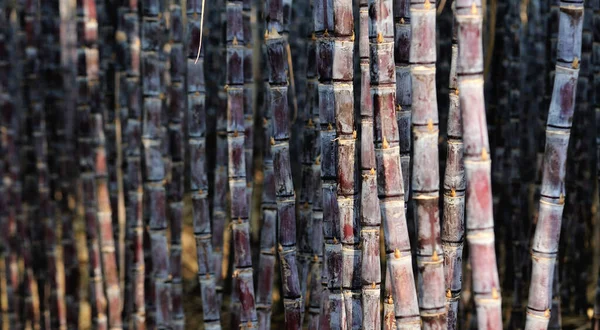Szántóföldön Termesztett Cukornádnövényekre Vonatkozó Borok — Stock Fotó