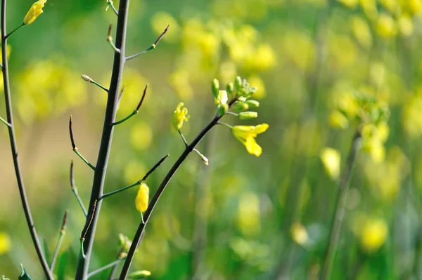Растения Зеленой Капусты Огороде — стоковое фото
