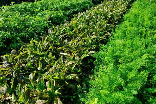 Lechuga Espárragos Verdes Zanahorias Crecimiento Huerta —  Fotos de Stock