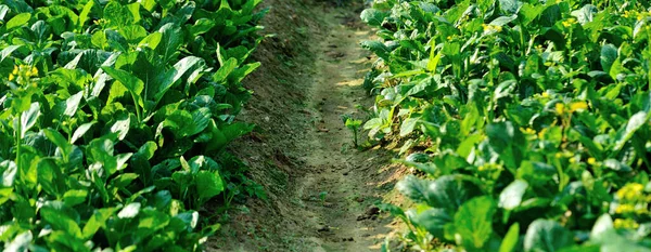 Groene Choy Som Groei Moestuin — Stockfoto