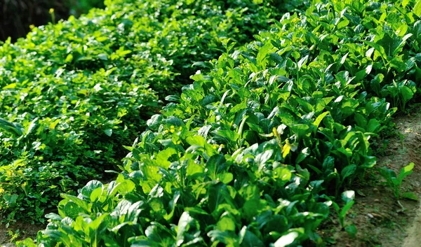 Green Choy Sum Parsley Plants Growth Vegetable Garden — Stock Photo, Image