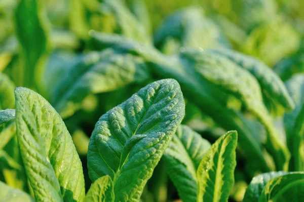 Grön Spenat Bladen Tillväxt Vegetabiliska Trädgård — Stockfoto