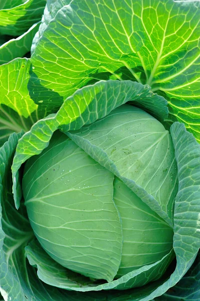 Grünkohlkopf Gemüsegarten Wachstum — Stockfoto