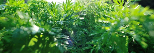 Green Carrot Plants Growth Vegetable Garden — Stock Photo, Image