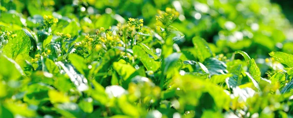 Green Choy Sum Growth Vegetable Garden — Stock Photo, Image