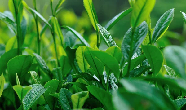 Baharda Yeşil Çay Bitkileri Yapraklar — Stok fotoğraf