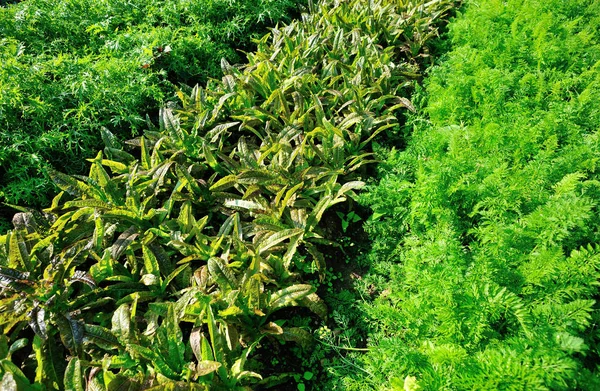 Lechuga Espárragos Verdes Zanahorias Crecimiento Huerta —  Fotos de Stock