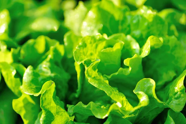 Green Lettuce Growth Vegetable Garden — Stock Photo, Image