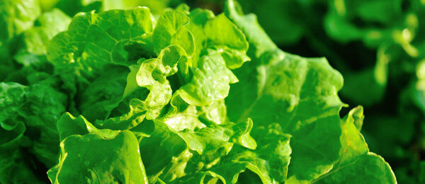 Green lettuce in growth at vegetable garden