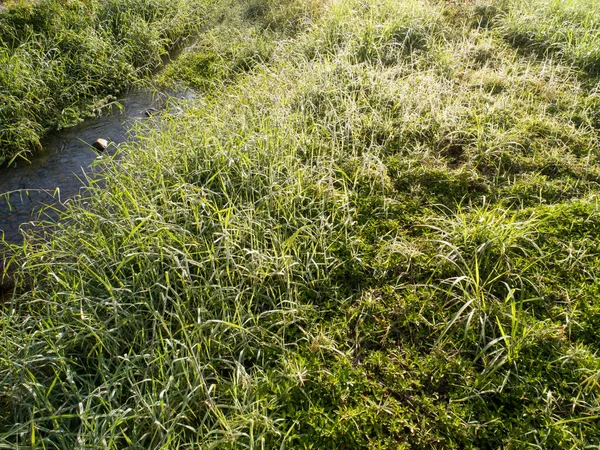 Groen Gras Met Dauwdruppels Kreek Lente Ochtend Zonneschijn — Stockfoto
