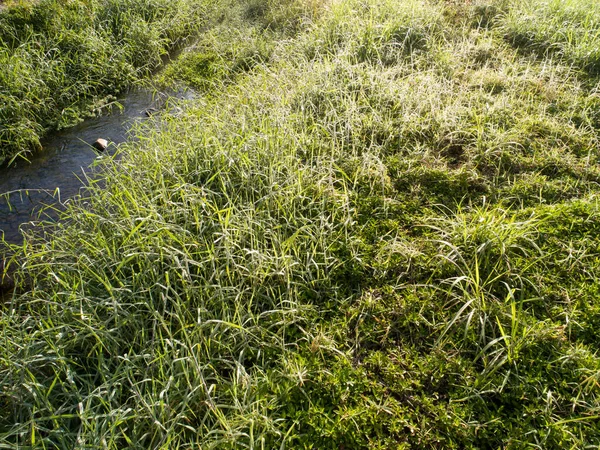 Erba Verde Con Gocce Rugiada Ruscello Primavera Sole Del Mattino — Foto Stock