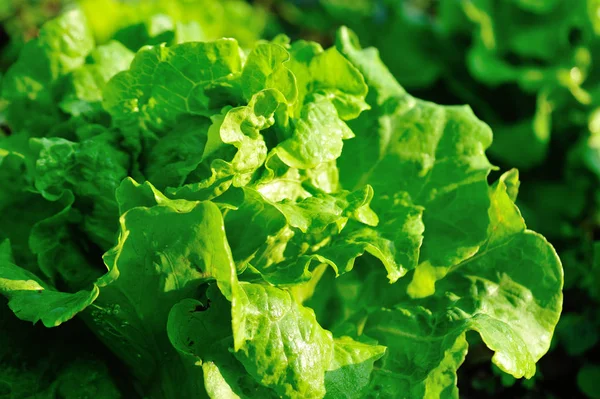 Lechuga Verde Crecimiento Huerta — Foto de Stock