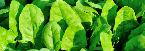 Green spinach leaves in growth at vegetable garden