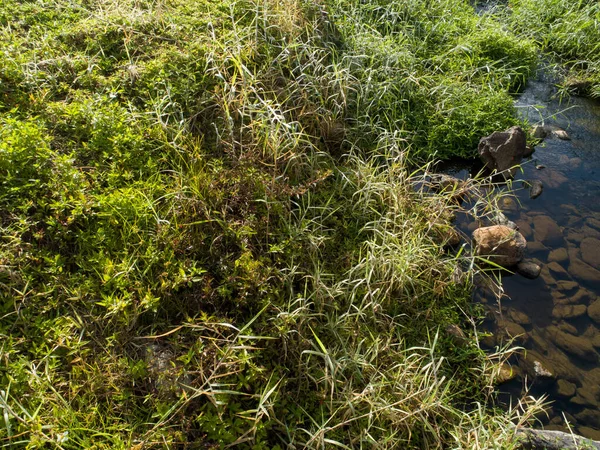 Erba Verde Con Gocce Rugiada Primavera Sole Del Mattino — Foto Stock