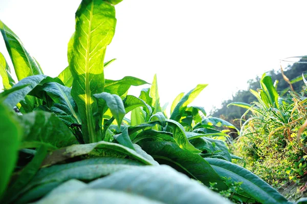 Lechuga Hoja Verde Crecimiento Huerta — Foto de Stock