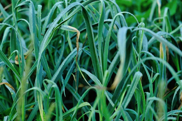 Groene Knoflookbladeren Groei Bij Moestuin — Stockfoto