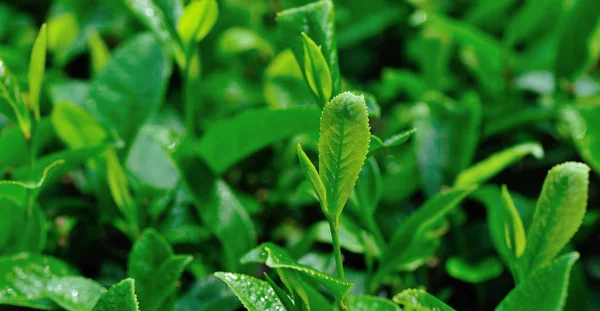 Zielona Herbata Plantacja Ogród Wiosną — Zdjęcie stockowe