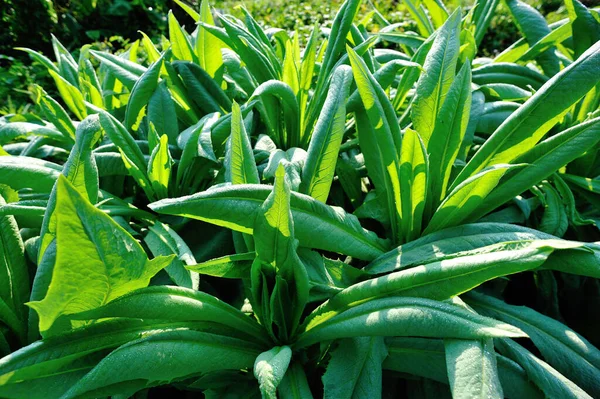 Grüner Blattsalat Gemüsegarten — Stockfoto