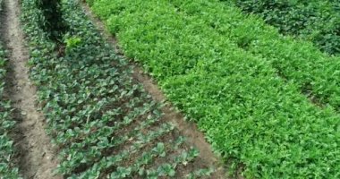 Çin 'de kırsal alanda marul ve diğer yapraklı sebzeler yetişiyor.