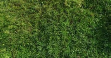 Yemyeşil çimlerin sabah güneşinde yemyeşil çayırların görüntüsü.