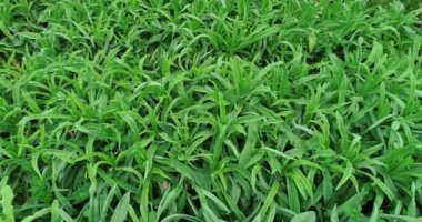 Çin 'de kırsal alanda marul ve diğer yapraklı sebzeler yetişiyor.