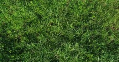 Yemyeşil çimlerin sabah güneşinde yemyeşil çayırların görüntüsü.