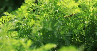 Çin 'de kırsal alanda rezene bitkileri yetişiyor.