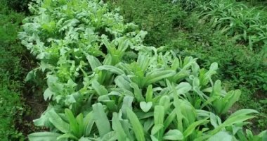 Çin 'de kırsal alanda marul ve diğer yapraklı sebzeler yetişiyor.