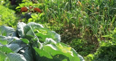 Kırsal alanda yetişen yeşil lahanalar ve Çin 'de çeşitli bitkiler.