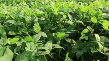 Çin 'de kırsal alanda yetişen yeşil çay bitkileri.