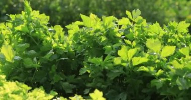 Çin 'in kırsal bölgelerinde yeşil kereviz yetişiyor.