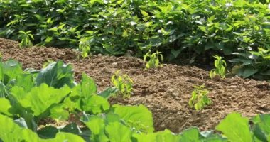 Çin 'de kırsal alanda yetişen yeşil bitkiler.